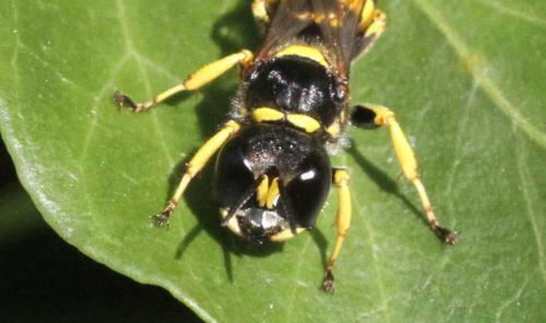 Réf. 348 036 : Ectemnius cephalotes